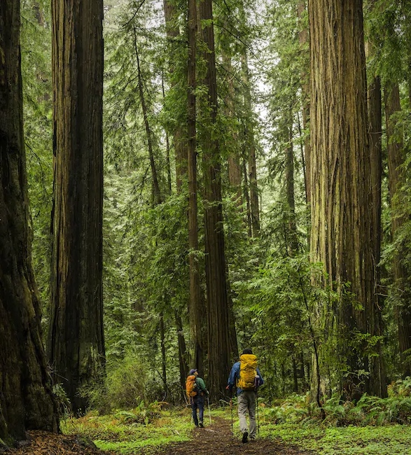 airbnb-find-sequoia-a-frame-cabin-13.jpg