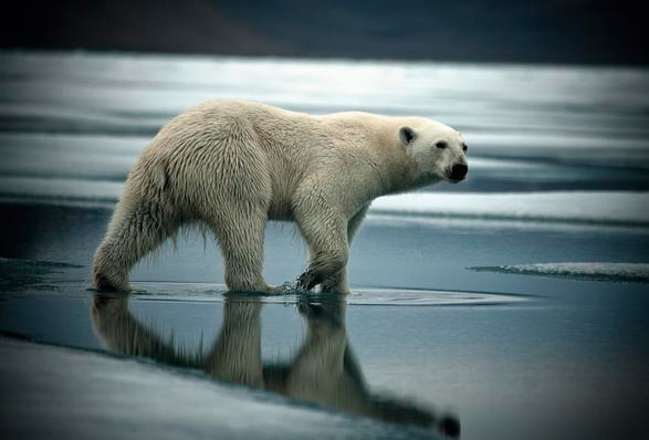 arctica-the-vanishing-north-4.jpg | Image