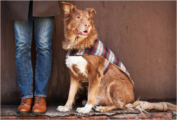 BILLY WOLF | HANDCRAFTED DOG JACKETS | Image