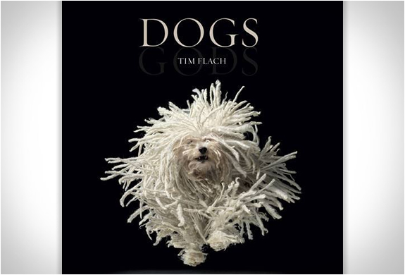 DOGS GODS | BY TIM FLACH | Image