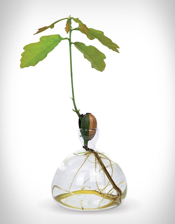 ilex-studio-avocado-vase-4.jpg | Image
