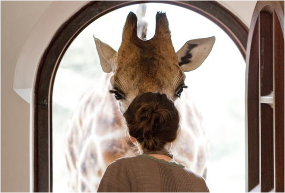 The Amazing Giraffe Manor | Nairobi Africa | Image