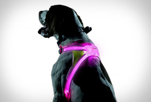 lighthound-5.jpg | Image