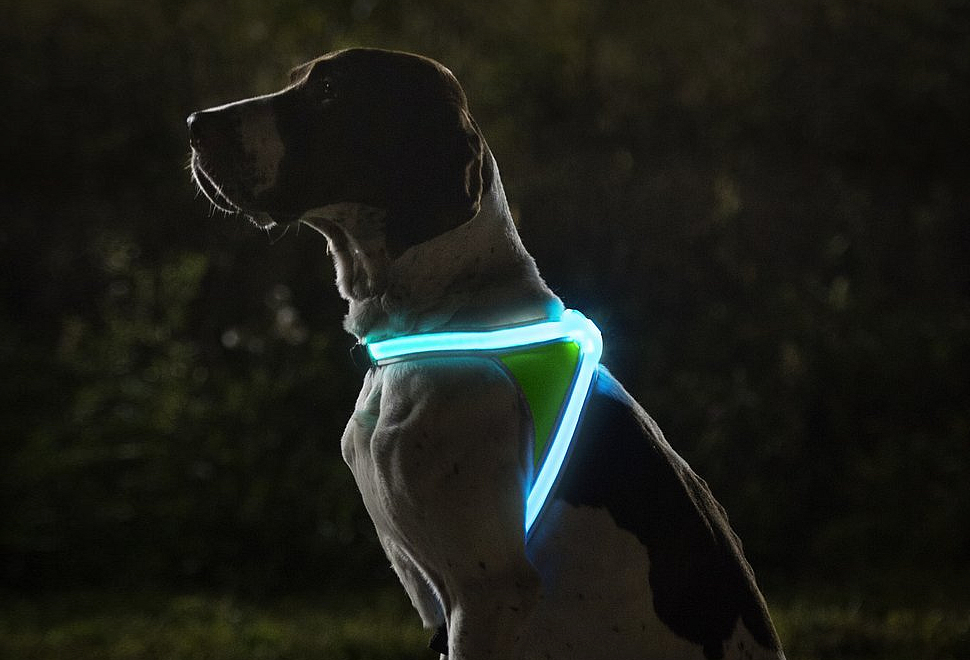 Lighthound | Image
