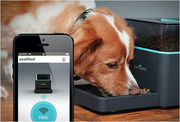 Pintofeed | Automatic Pet Feeder | Image