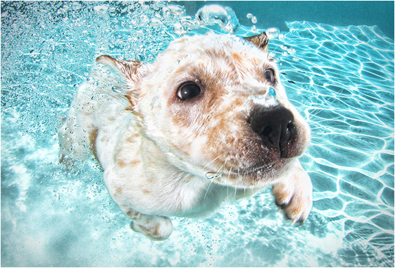 seth-casteel-underwater-puppies-10.jpg