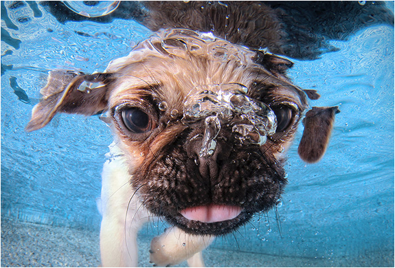 seth-casteel-underwater-puppies-5.jpg | Image