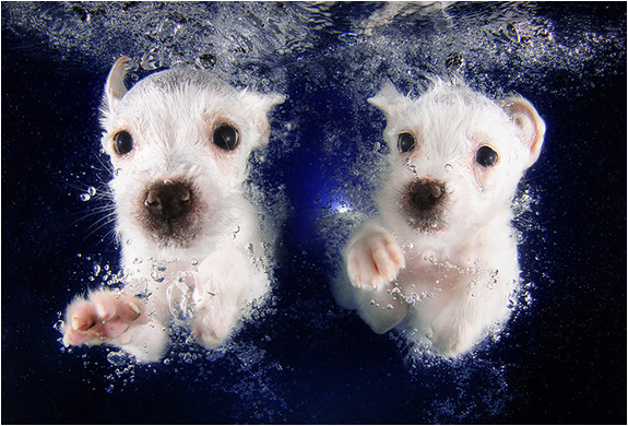 seth-casteel-underwater-puppies-6.jpg