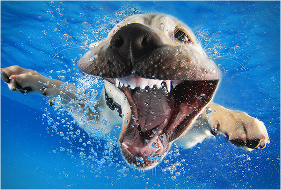 seth-casteel-underwater-puppies-8.jpg