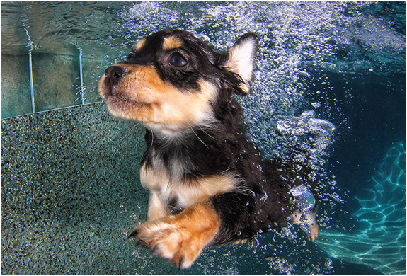 seth-casteel-underwater-puppies-9.jpg