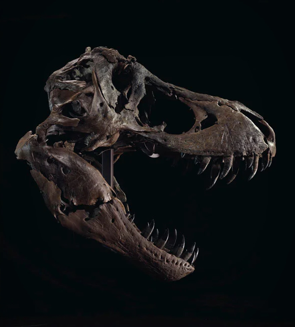 stan-t-rex-skeleton-3.jpg | Image