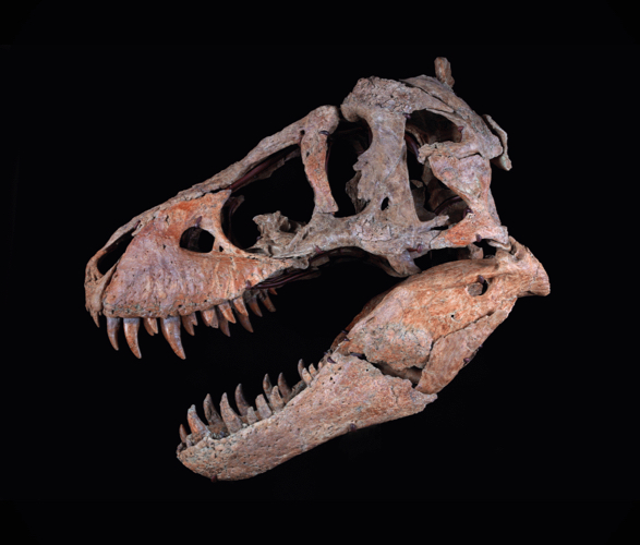 t-rex-skull-2.jpg | Image
