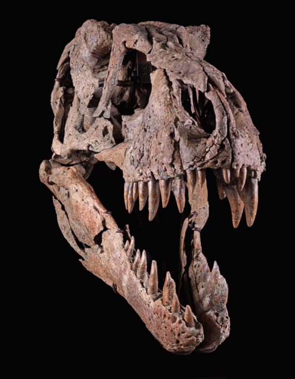 t-rex-skull-3.jpg | Image