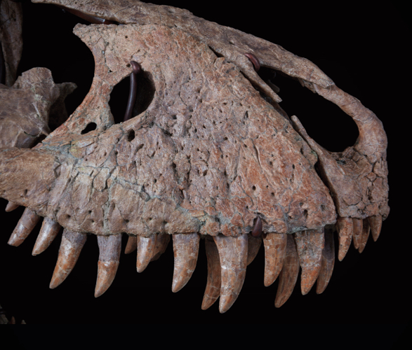 t-rex-skull-5.jpg | Image
