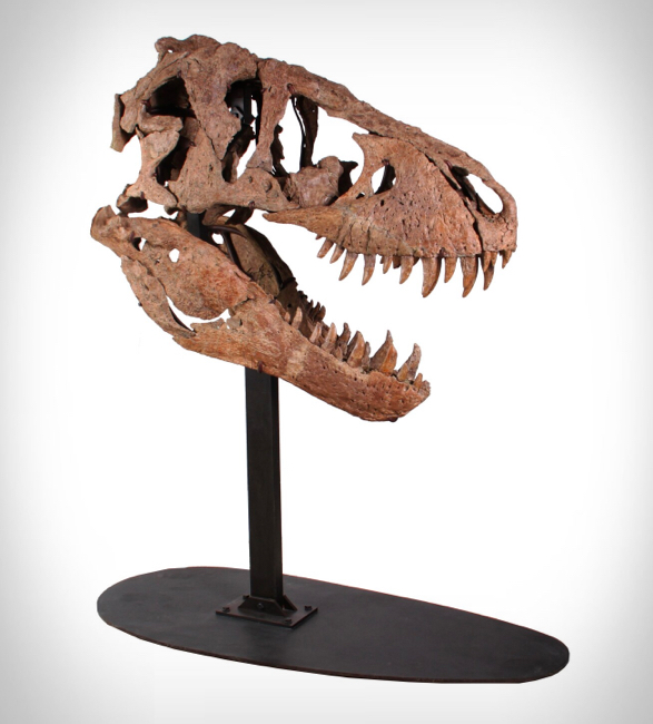 t-rex-skull-6.jpg