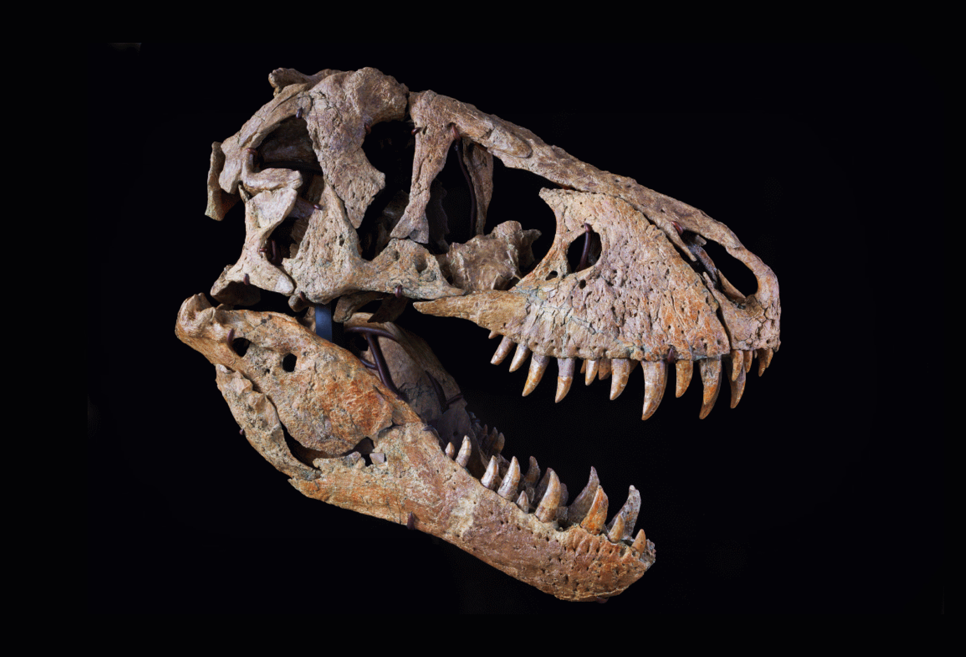 T-Rex Skull | Image