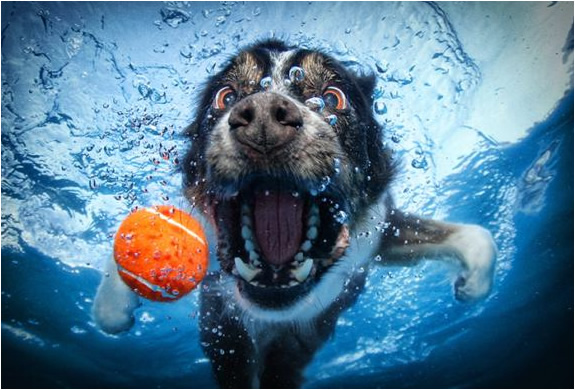 underwater-dogs-seth-casteel-2.jpg | Image
