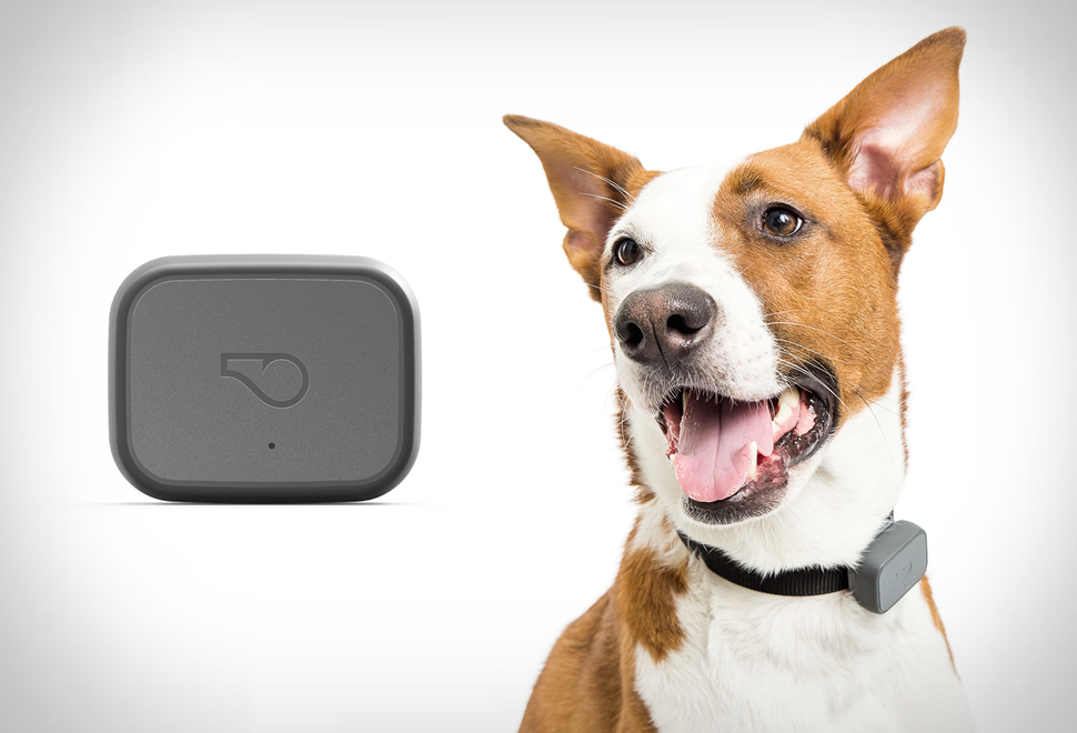 Whistle GPS Pet Tracker | Image